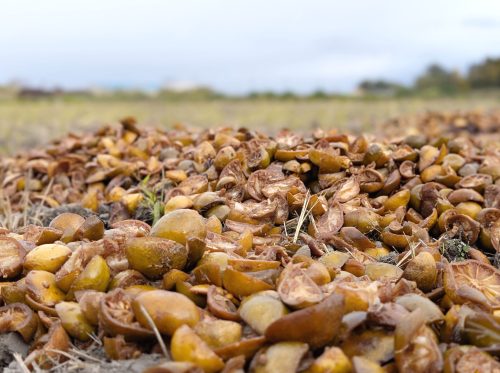 PXL_20251203_055000554.PORTRAIT