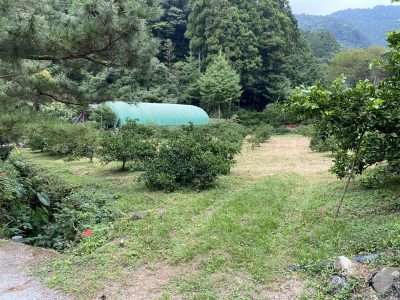 生産者様圃場